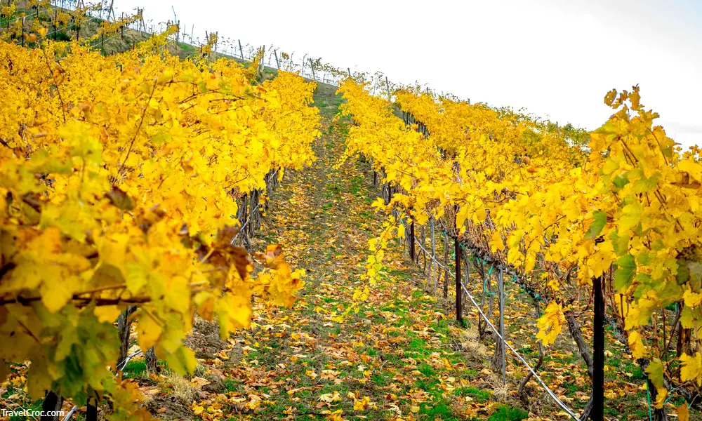 prosser-washington-wineries-delicious-|-ultimate-guide