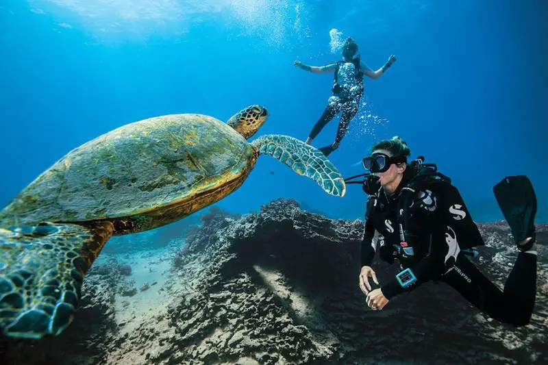 The Ultimate Guide to Diving Spots in the United States Hawaii