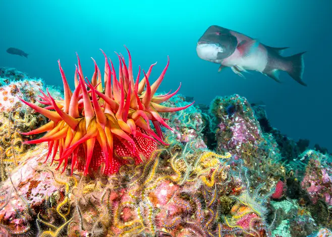 The Ultimate Guide to Diving Spots in the United States West Coast Diving Spots