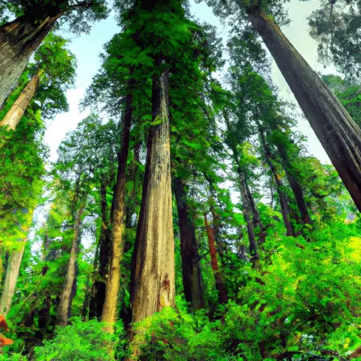 Unveiling the Magnificence: Exploring the Majestic Redwood Forests