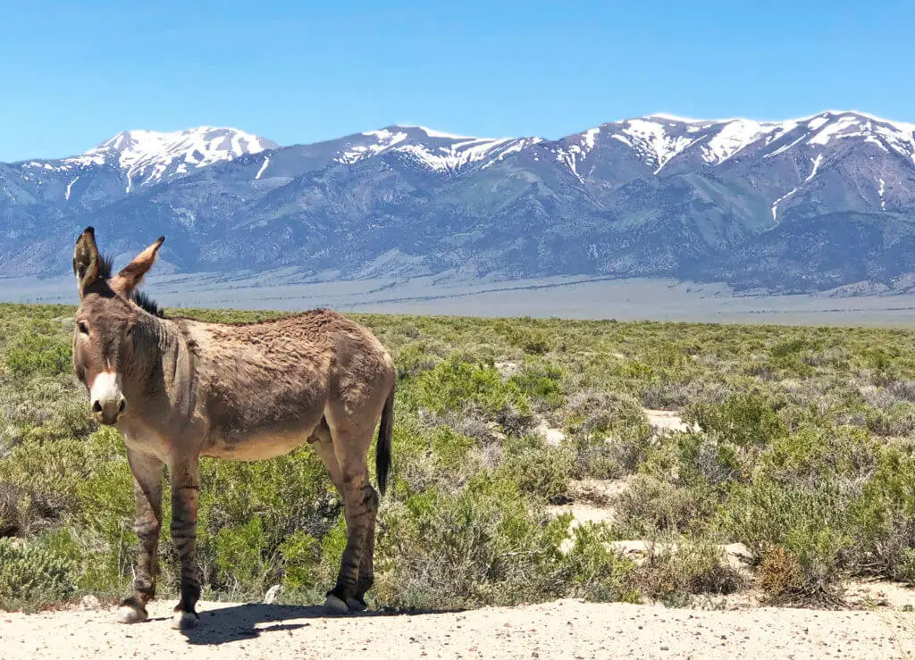 What Kind Of Wildlife Can I See Around Nevadas Hot Springs?