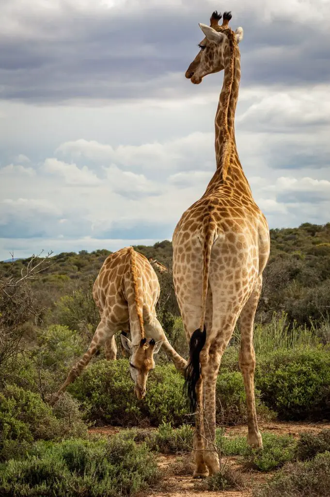 Discover the Majestic Giraffes at Giraffe Ranch