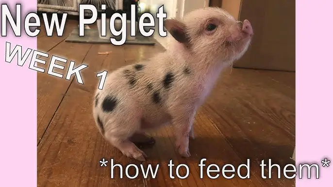 How To Take Care Of A Baby Pig